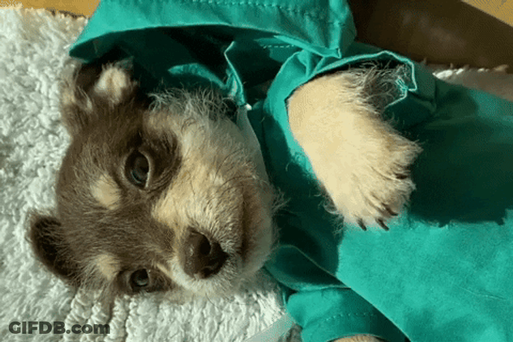 Cute Dog Blue Robe GIF