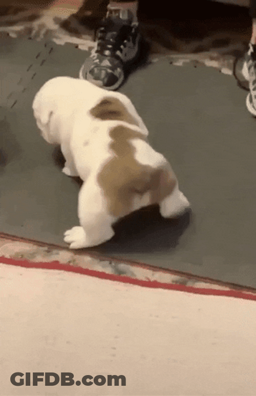 Cute Dog Bulldog Stretching GIF