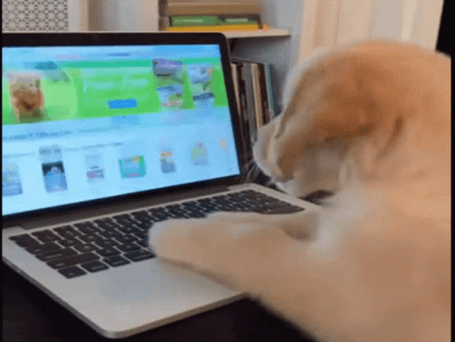 Cute Dog Busy Working Laptop GIF