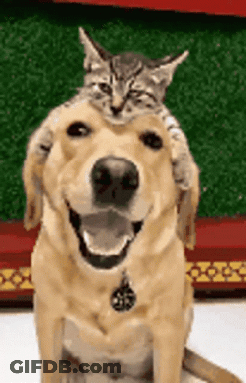 Cute Dog Cat Cuddle GIF
