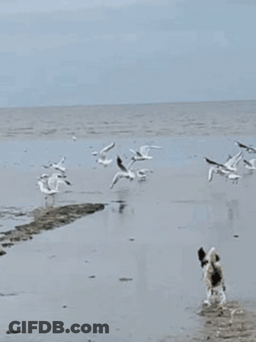 Cute Dog Chasing Seagulls GIF