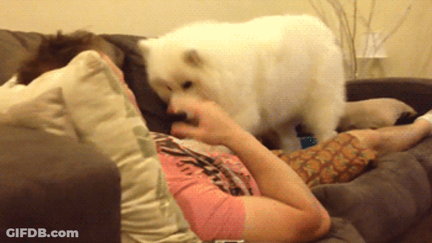Cute Dog Clingy Samoyed GIF