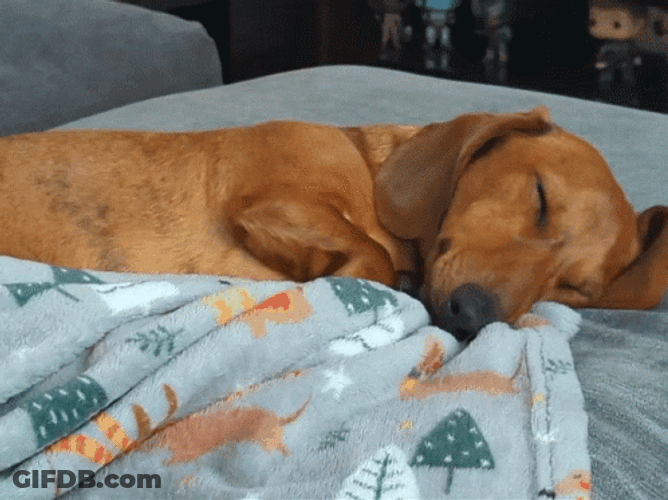 Cute Dog Dachshund Sleeping GIF