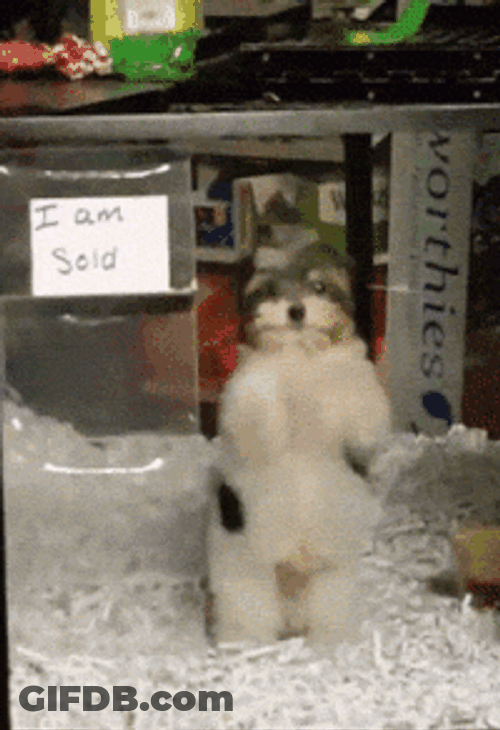 Cute Dog Dancing I Am Sold GIF