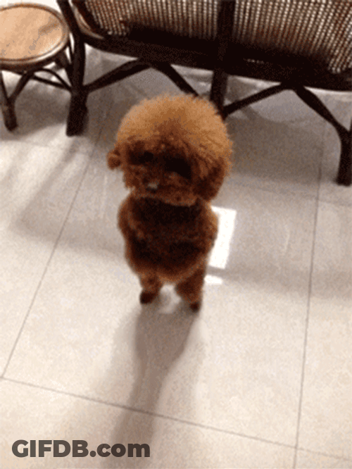 Cute Dog Dancing Poodle GIF