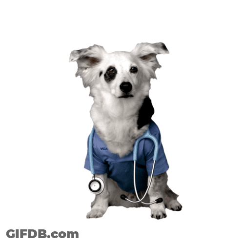 Cute Dog Doctor GIF