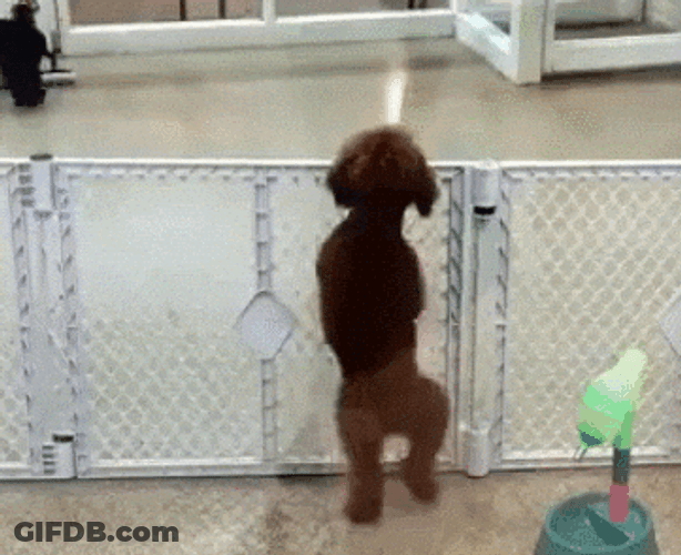 Cute Dog Doing Salsa GIF