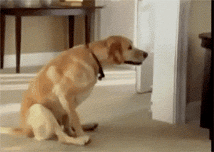 Cute Dog Dragging Itself GIF