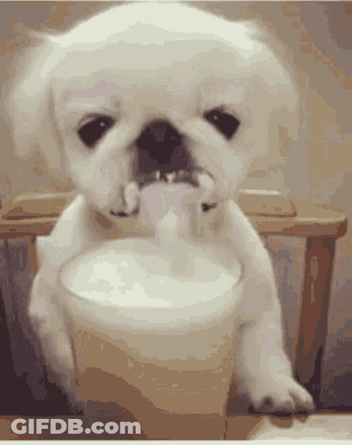 Cute Dog Drinking Milk GIF