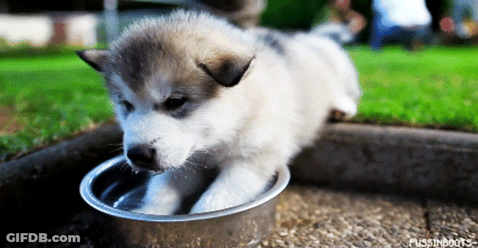 Cute Dog Drinking Water GIF
