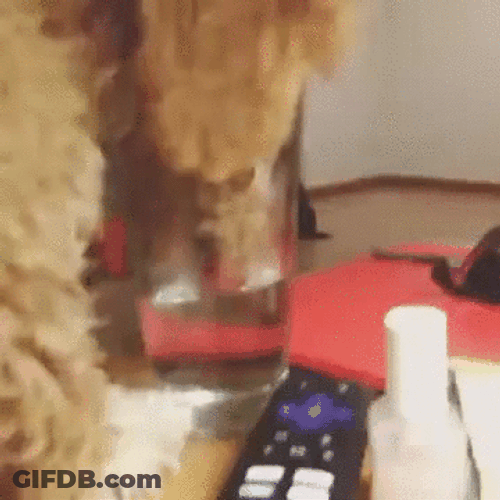 Cute Dog Drinks Water Lick GIF