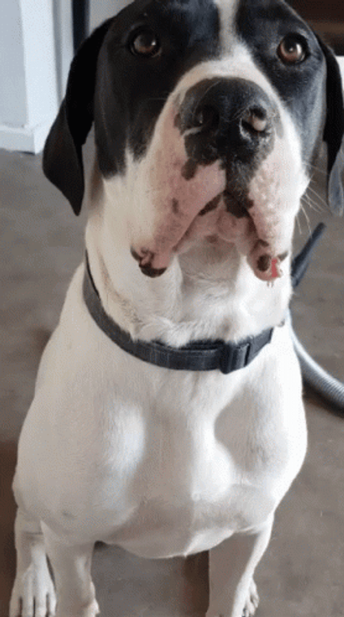 Cute Dog Drooling Waiting GIF