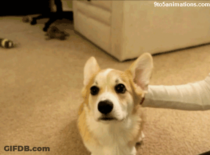 Cute Dog Ear Flapping GIF