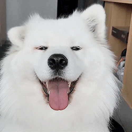 Cute Dog Ears GIF