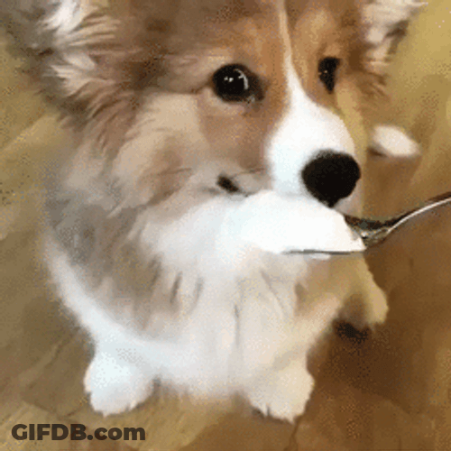 Cute Dog Eating Ice Cream GIF