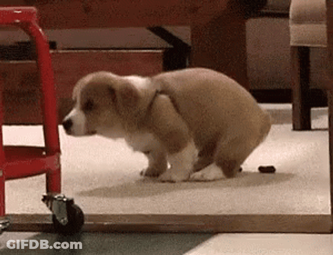 Cute Dog Excreting Poop On The Carpet GIF