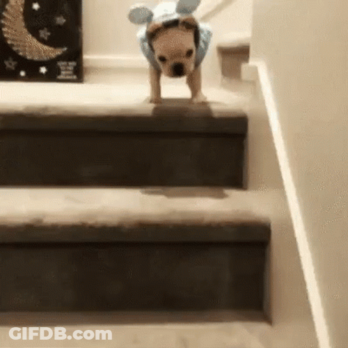 Cute Dog Falling Down GIF