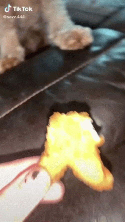 Cute Dog Flipping Out On Nugget Meme GIF