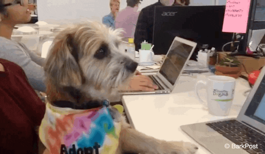 Cute Dog Front Laptop GIF