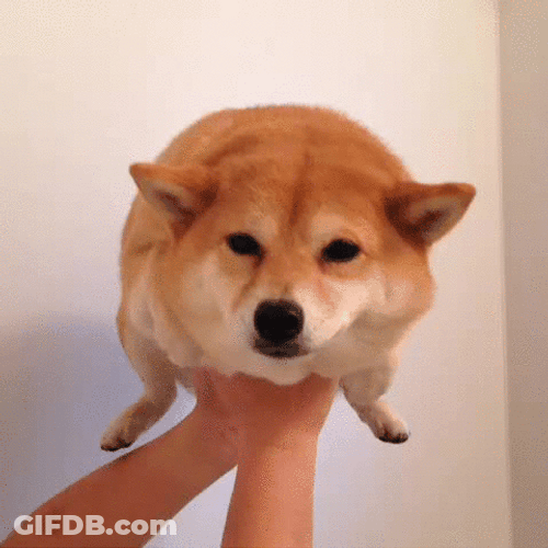 Cute Dog Fun Swimming GIF
