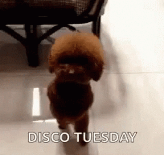 Cute Dog Funny Tuesday Groove GIF