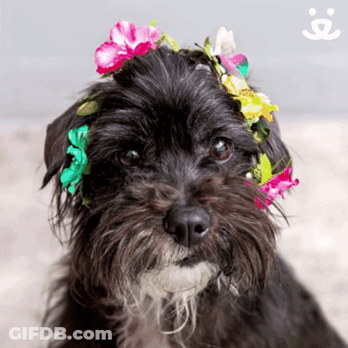 Cute Dog Happy Spring GIF