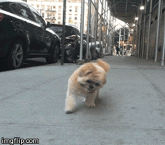 Cute Dog Happy Walking GIF