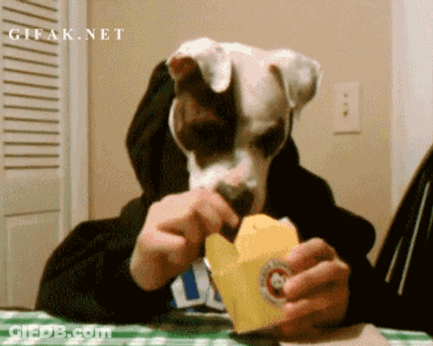 Cute Dog Head Eating GIF