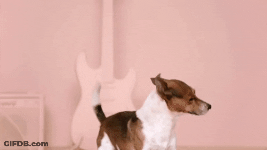 Cute Dog Jumping Dancing GIF