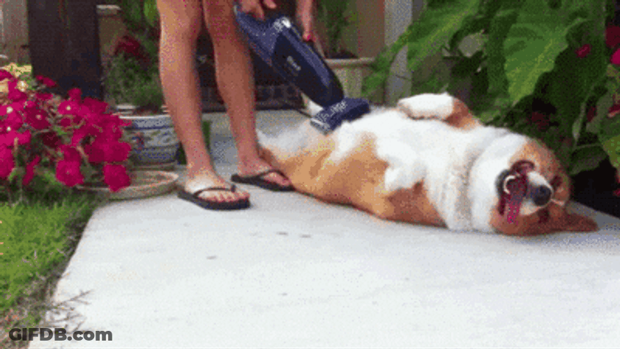 Cute Dog Laying Down Vacuum GIF