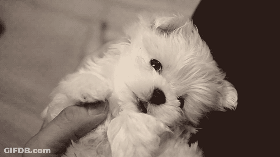 Cute Dog Lick Sad Eyes GIF