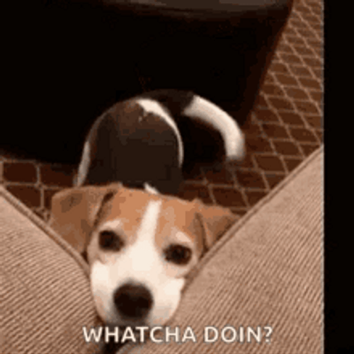 Cute Dog Look Whatcha Doin GIF