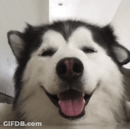 Cute Dog Moving Ears Up And Down GIF