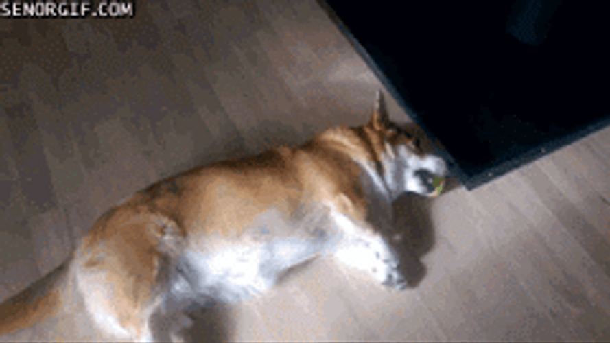 Cute Dog Playing Baseball GIF