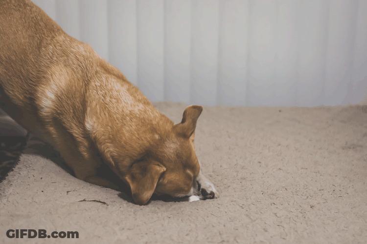 Cute Dog Playing Cleaning GIF