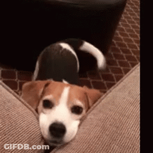 Cute Dog Please Wagging Tail GIF