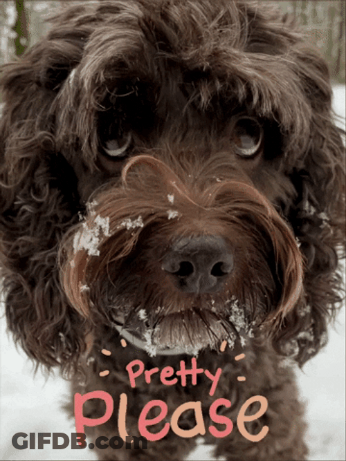 Cute Dog Pretty Please GIF