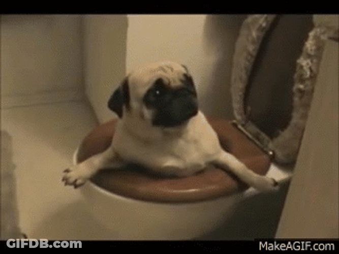 Cute Dog Pug Toilet GIF