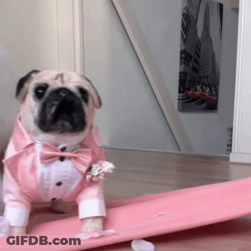Cute Dog Pug Wedding Costume GIF
