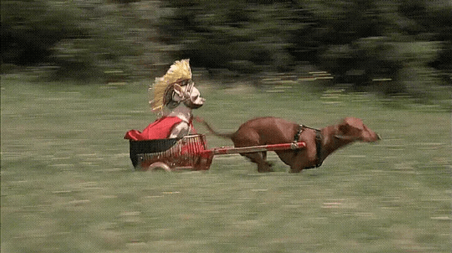 Cute Dog Racing GIF