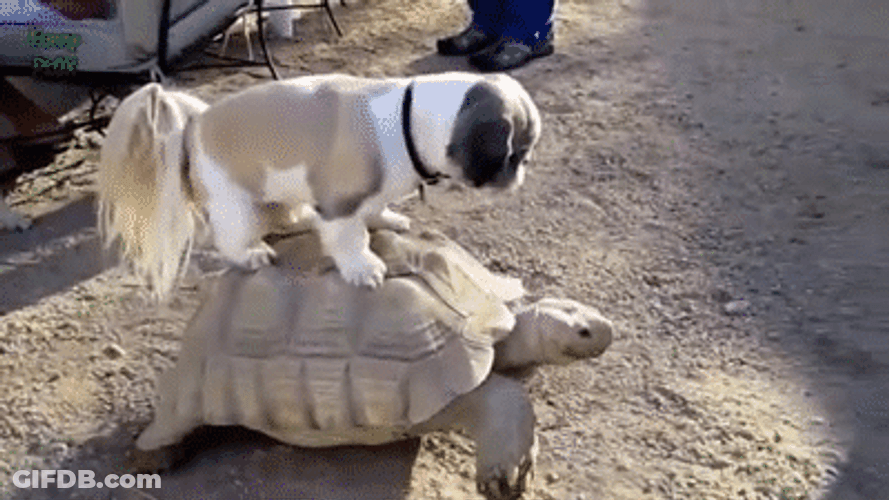 Cute Dog Riding Big Turtle On Street GIF