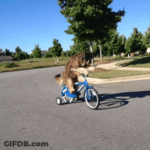 Cute Dog Riding Cycle GIF