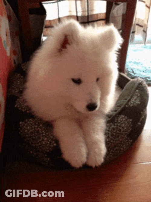 Cute Dog Samoyed Dog Bed GIF