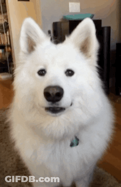 Cute Dog Samoyed Staring GIF