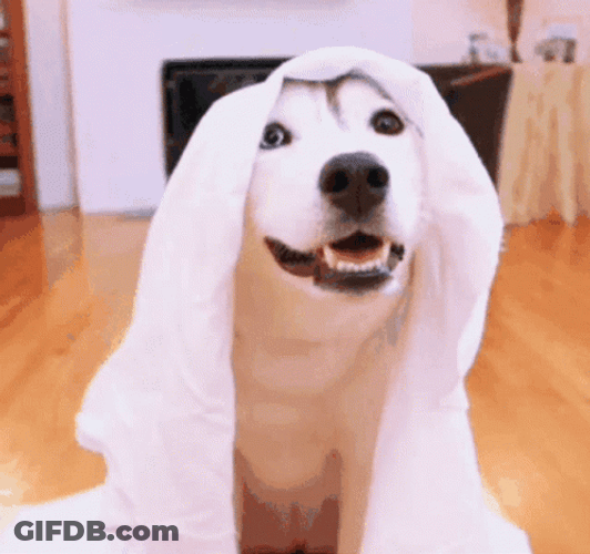 Cute Dog Siberian Husky Boo GIF