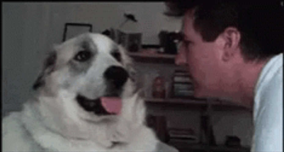 Cute Dog Slap GIF
