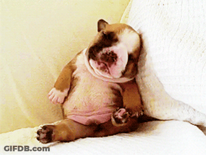 Cute Dog Sleeping Tired GIF