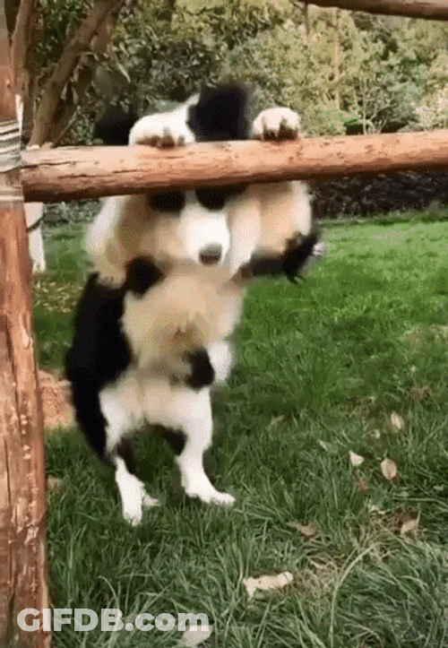 Cute Dog Standing Waggling Tail GIF