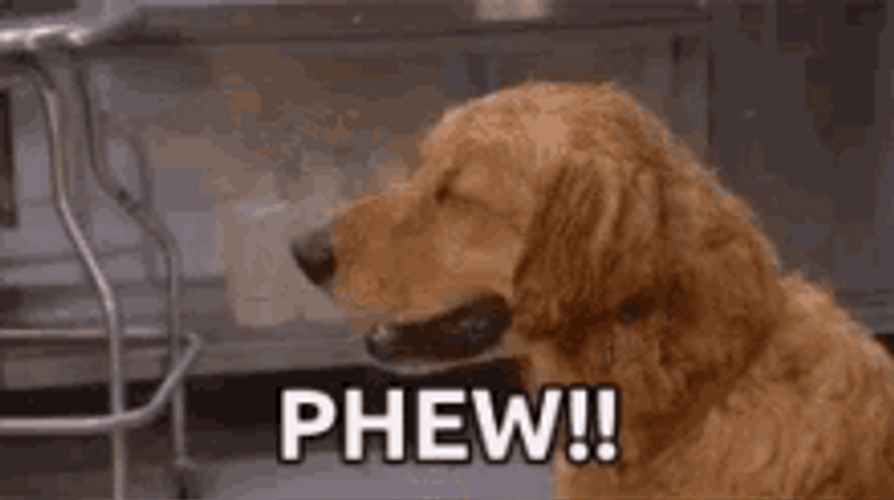 Cute Dog Sweat Phew GIF