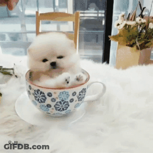 Cute Dog Tea Cup GIF